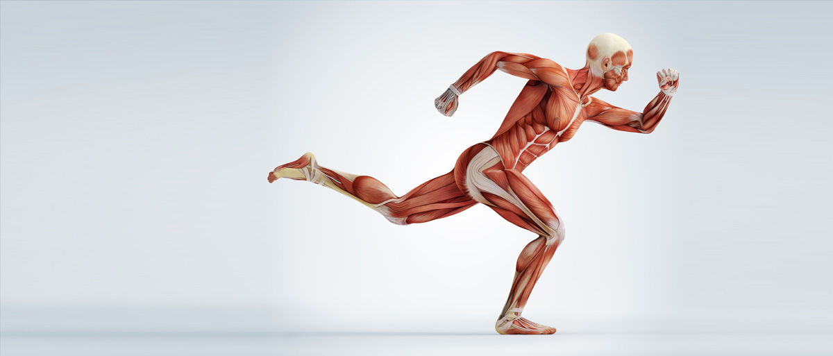 Muskulatur von sportlichem Körper