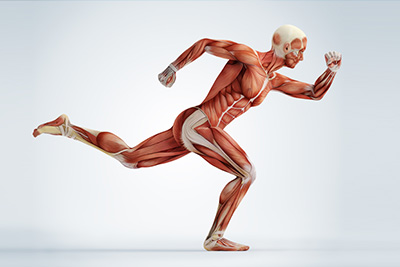 Muskeln anatomisch